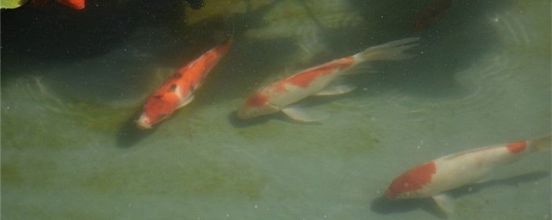 超白魚缸批發廠家電話多少（ 超白魚缸批發廠家電話多少啊）