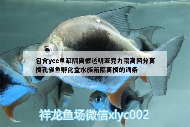 包含yee魚缸隔離板透明亞克力隔離網分離板孔雀魚孵化盒水族箱隔離板的詞條