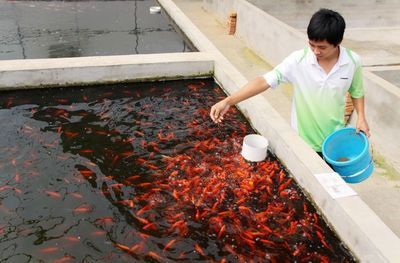 魚追著魚咬肛門是怎么回事？解析魚類攻擊行為的成因與應對方法