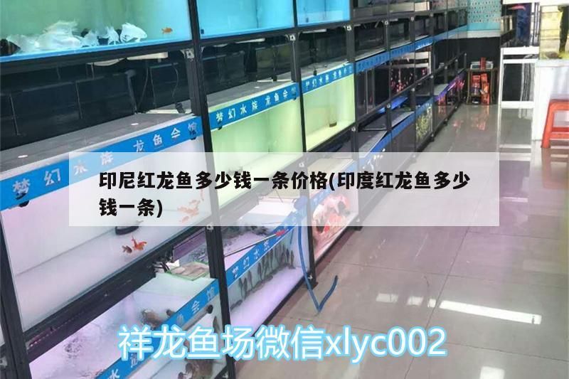 印尼紅龍魚多少錢一條價格(印度紅龍魚多少錢一條)