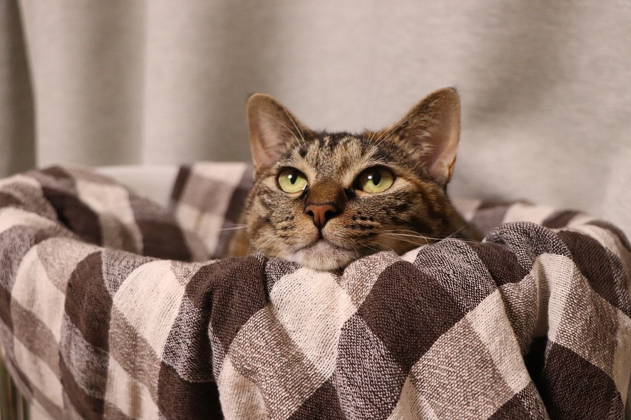 深圳市龍崗區(qū)麗湖水族店 深圳市龍崗區(qū)麗湖水族店 全國水族館企業(yè)名錄 第2張