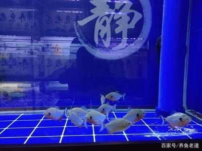 虎魚能跟蝴蝶鯉混養嗎：虎魚和蝴蝶鯉在混養時存在一定的風險，虎魚能跟蝴蝶鯉混養嗎