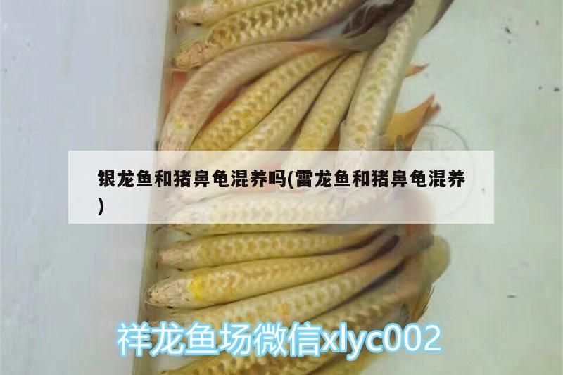 銀龍魚和豬鼻龜混養嗎(雷龍魚和豬鼻龜混養)