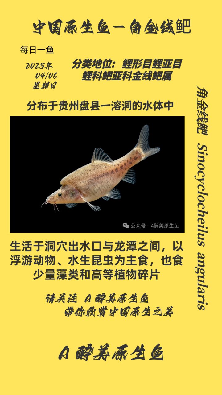 角金線鲃
