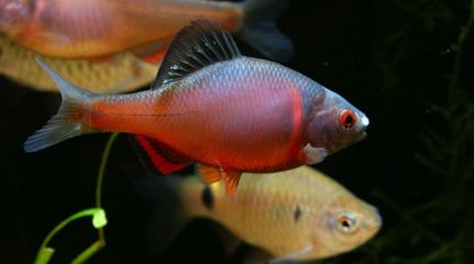 白色的觀賞魚叫什么名字好聽點（關于白色觀賞魚的養護）