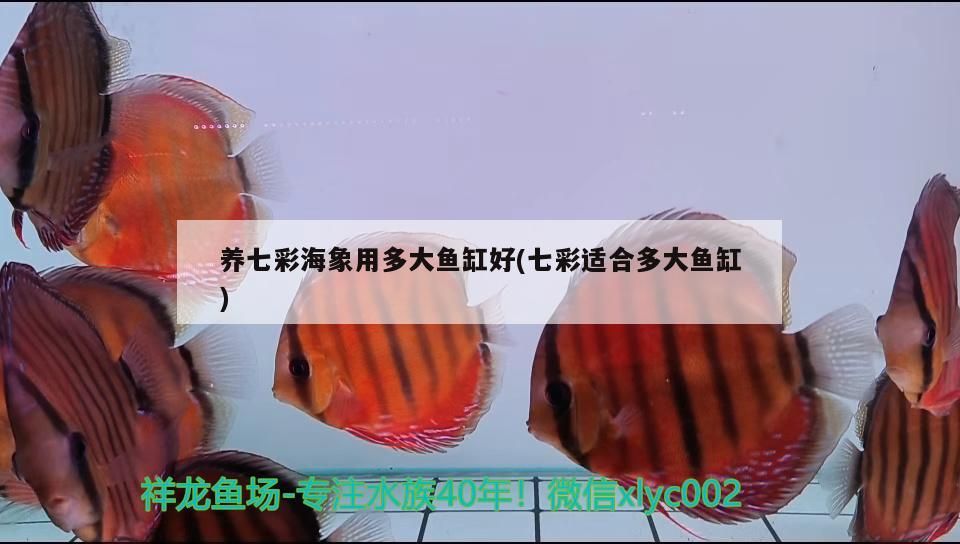 專門收購舊魚缸太和（ 專業回收魚缸 高價回收 回收二手魚缸 回收觀賞魚）