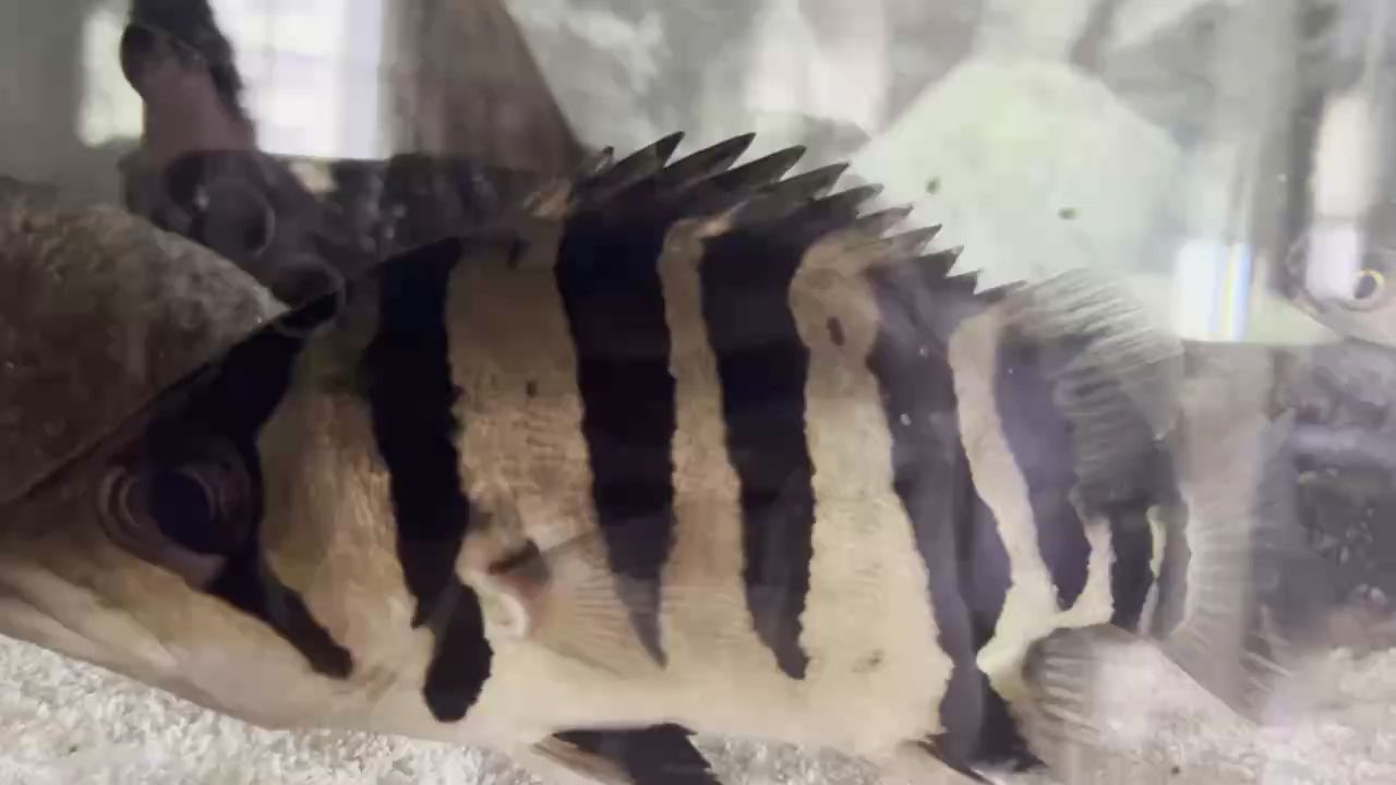求助！虎魚(yú)