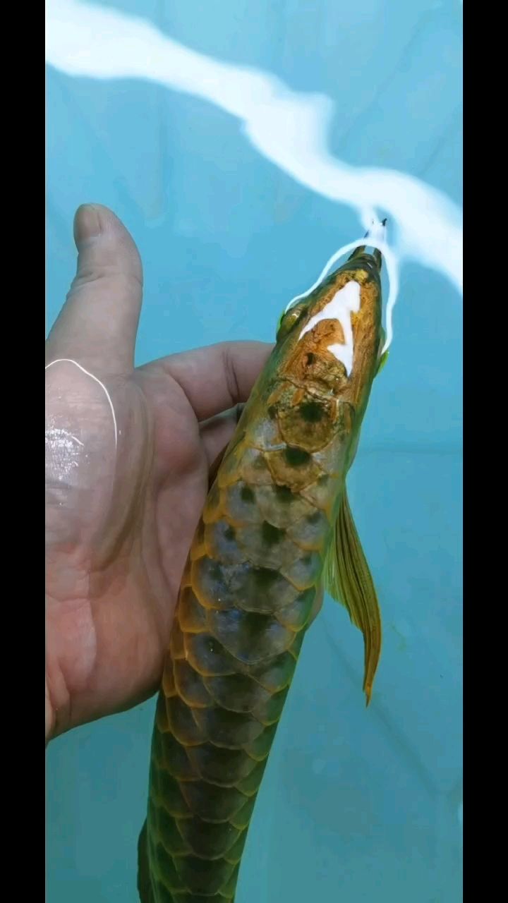 水幕金～來自新加坡
