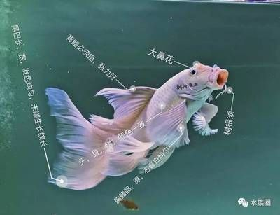 蝴蝶鯉普身和短身（蝴蝶鯉普身和短身的區(qū)別）