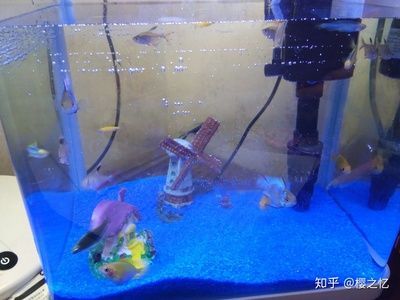50的魚缸適合養(yǎng)什么魚：50升的魚缸適合養(yǎng)什么樣的魚？