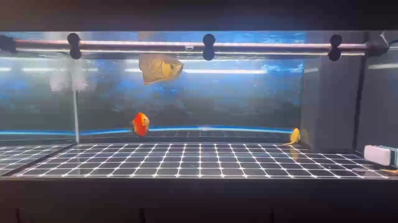 魚缸造景先放沙還是先放水(魚缸造景先鋪沙還是先放石頭) 五年老龍了,時間真是飛快 龍魚論壇 五年老龍了,時間真是飛快 五年老龍了,時間真是飛快 龍魚論壇