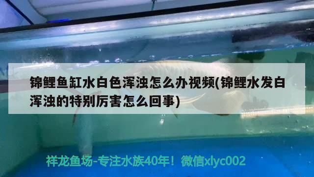 錦鯉魚缸水白色渾濁怎么辦視頻(錦鯉水發白渾濁的特別厲害怎么回事)