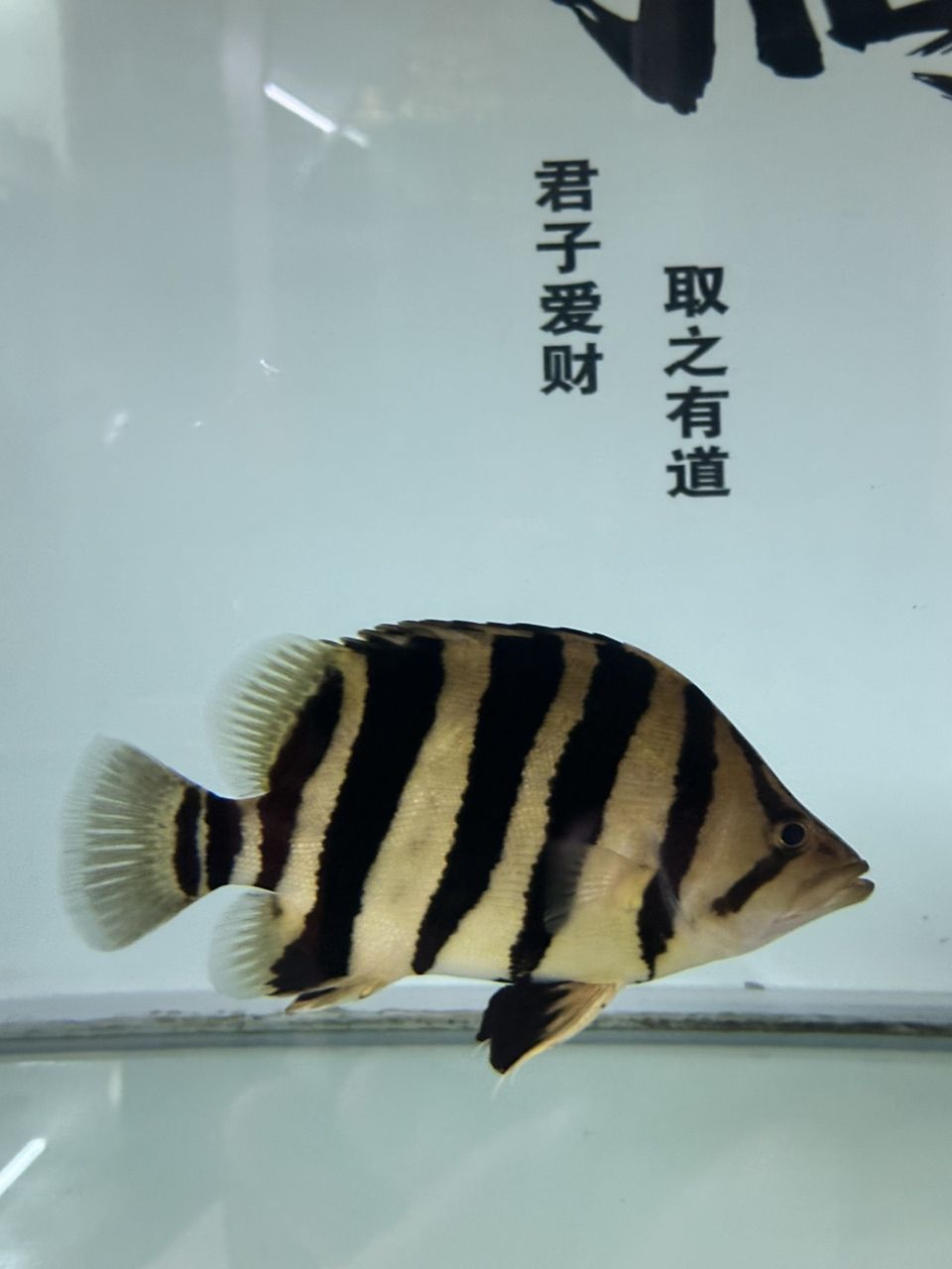 五虎