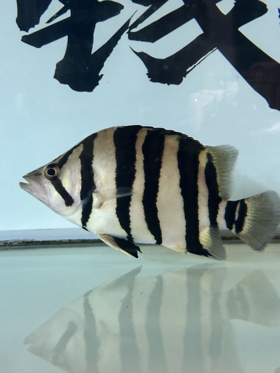 紅龍魚編號查詢系統(tǒng)有哪些，紅龍魚編號查詢系統(tǒng)