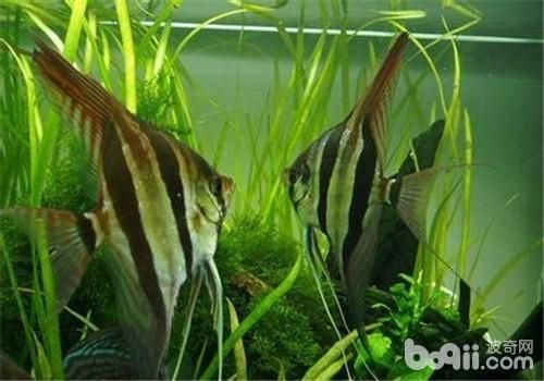 魚在12生肖中的象征意義與文化內涵探析