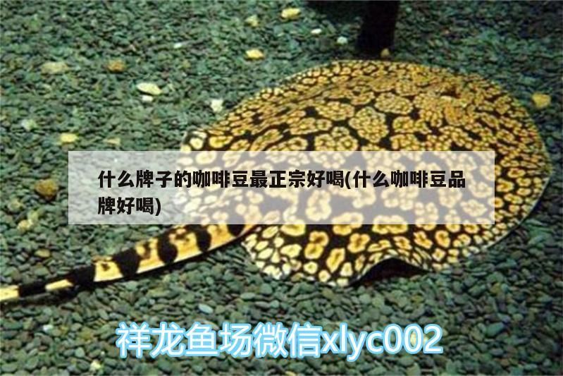 什么牌子的咖啡豆最正宗好喝(什么咖啡豆品牌好喝)