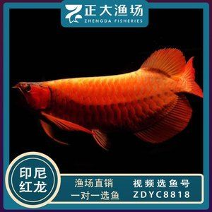 大湖紅龍魚批發(紅龍魚批發價格) 大湖紅龍魚百科 第5張 大湖紅龍魚批發(紅龍魚批發價格) 大湖紅龍魚批發(紅龍魚批發價格) 大湖紅龍魚百科 第5張