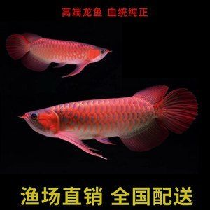 大湖紅龍魚批發(紅龍魚批發價格) 大湖紅龍魚百科 第6張 大湖紅龍魚批發(紅龍魚批發價格) 大湖紅龍魚批發(紅龍魚批發價格) 大湖紅龍魚百科 第6張