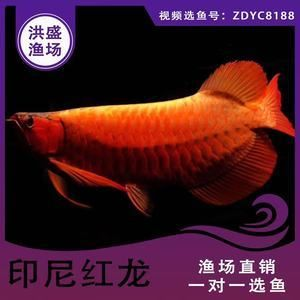 大湖紅龍魚批發(紅龍魚批發價格) 大湖紅龍魚百科 第7張 大湖紅龍魚批發(紅龍魚批發價格) 大湖紅龍魚批發(紅龍魚批發價格) 大湖紅龍魚百科 第7張
