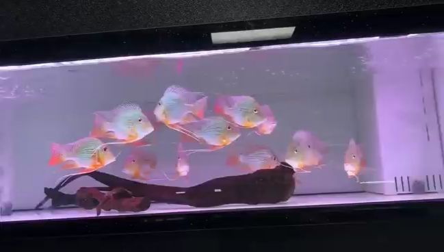 極品進口元寶鳳凰魚