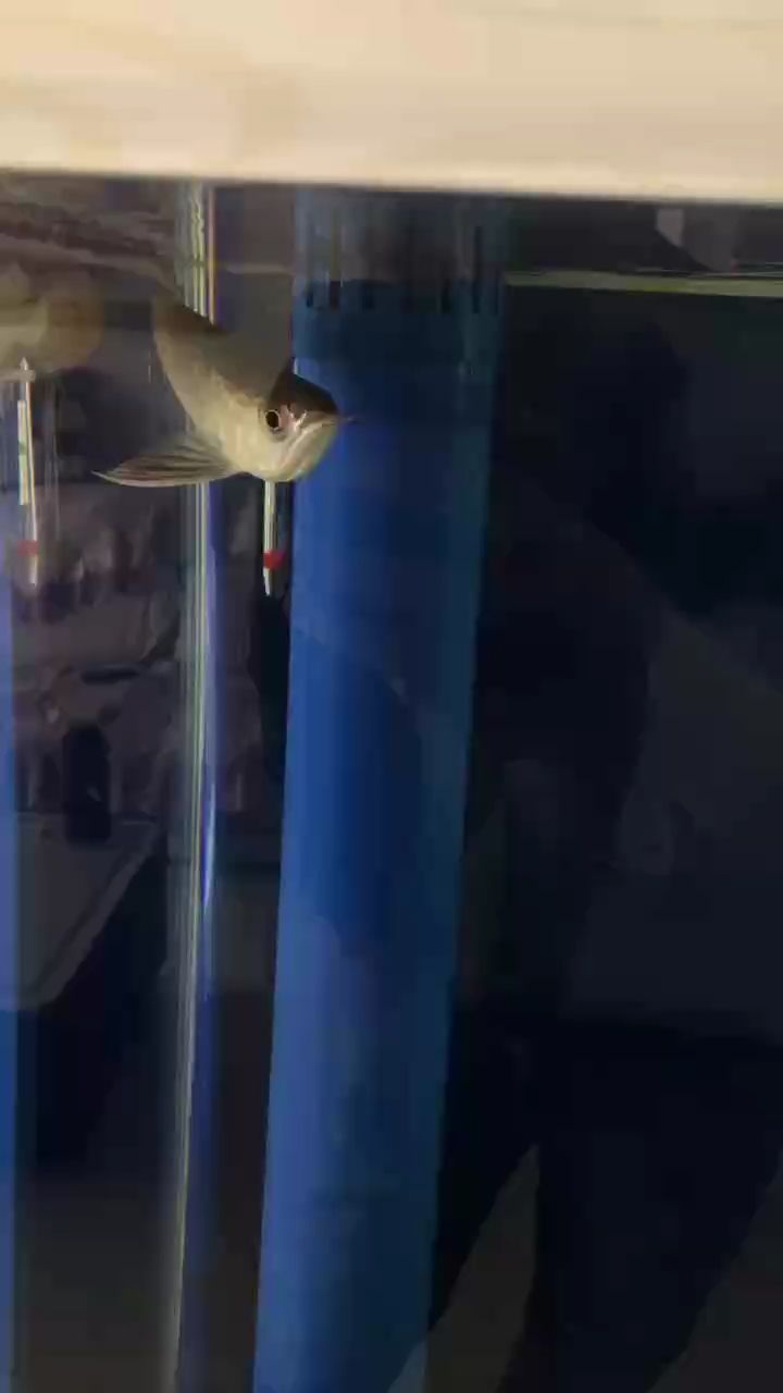 魚到家第二天了，從昨天到今天就這么不停的轉圈圈，這是啥意思