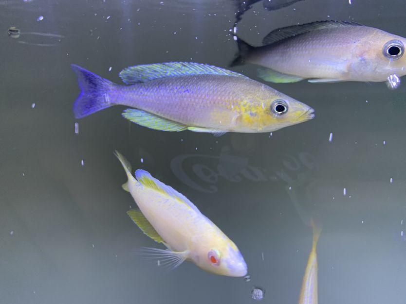 北海魚缸定做店地址電話號碼（ 北海哪里有魚缸賣） 北海魚缸定做店地址電話號碼（ 北海哪里有魚缸賣） 貝因美