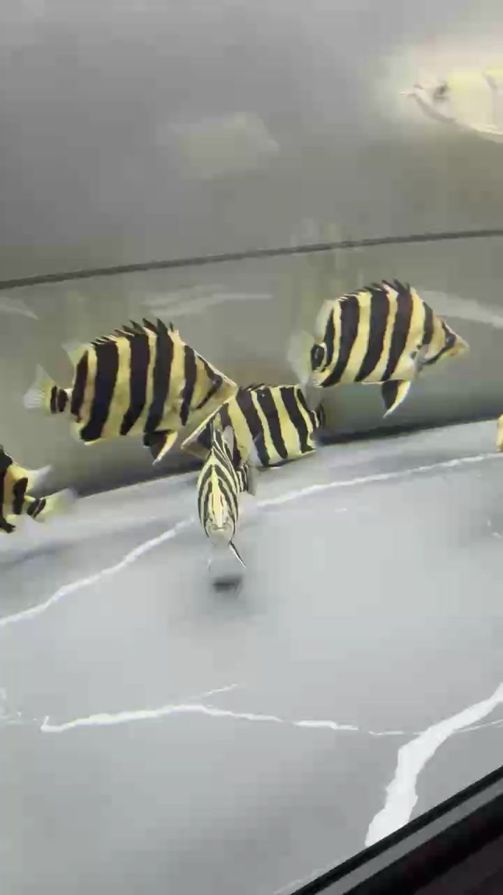 哈哈哈有沒有魚友群讓我進(jìn)去裝個逼 龍魚論壇 第1張 哈哈哈有沒有魚友群讓我進(jìn)去裝個逼 哈哈哈有沒有魚友群讓我進(jìn)去裝個逼 龍魚論壇 第1張