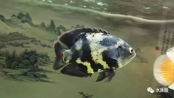 增色最好的紅龍魚食料有哪些品種圖片：探尋增色最佳紅龍魚食料，品種全解析 增色最好的紅龍魚食料有哪些品種圖片：探尋增色最佳紅龍魚食料，品種全解析 龍魚百科 第3張