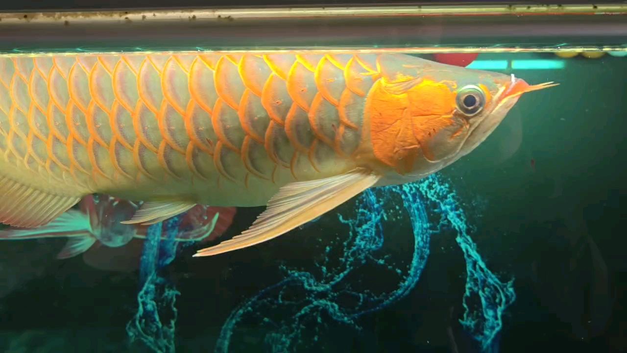 掉的鱗片紅的魚不紅