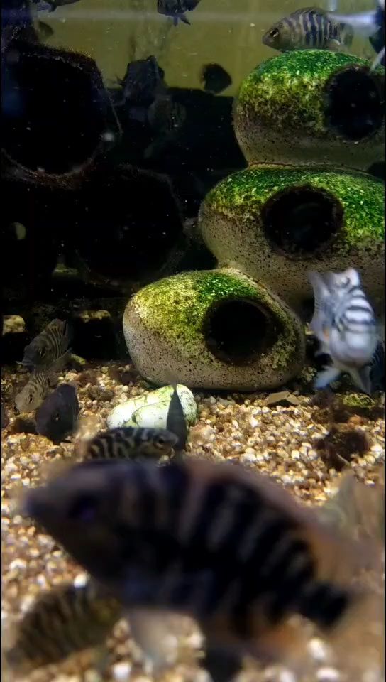 敏捷的小魚 敏捷的小魚 龍魚論壇