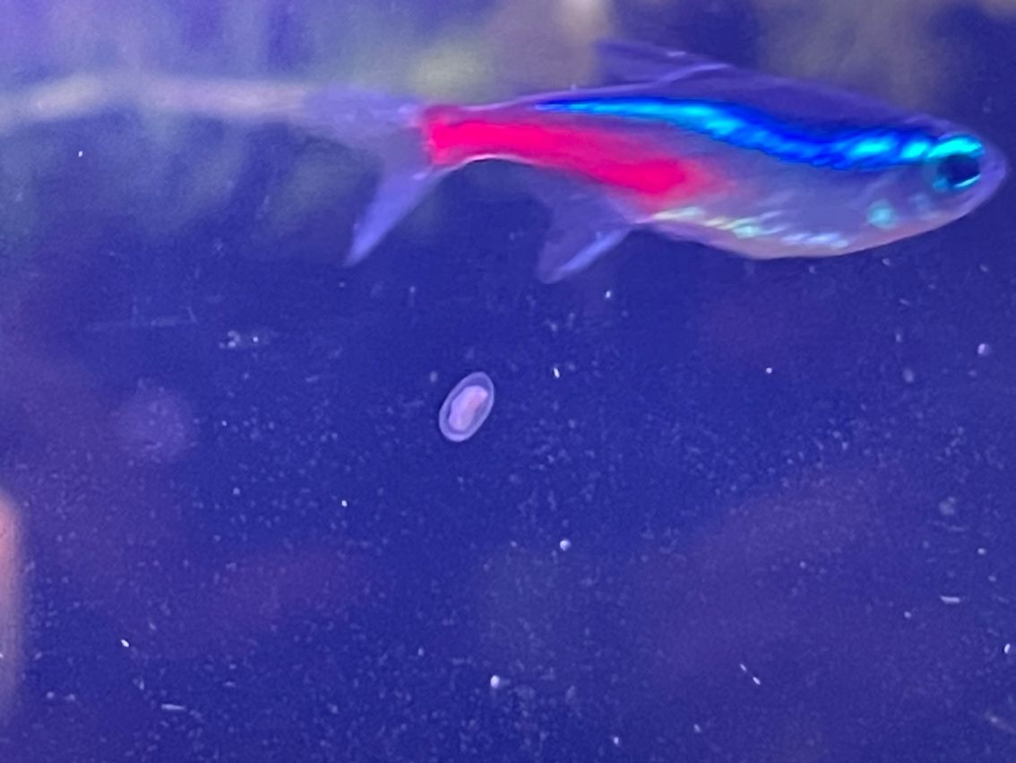 這是什么蟲，對孔雀魚有害嗎？怎么防治？