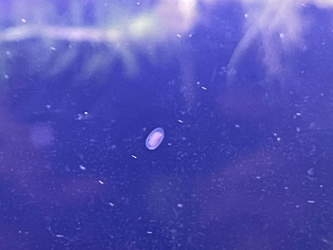 這是什么蟲，對孔雀魚有害嗎？怎么防治？