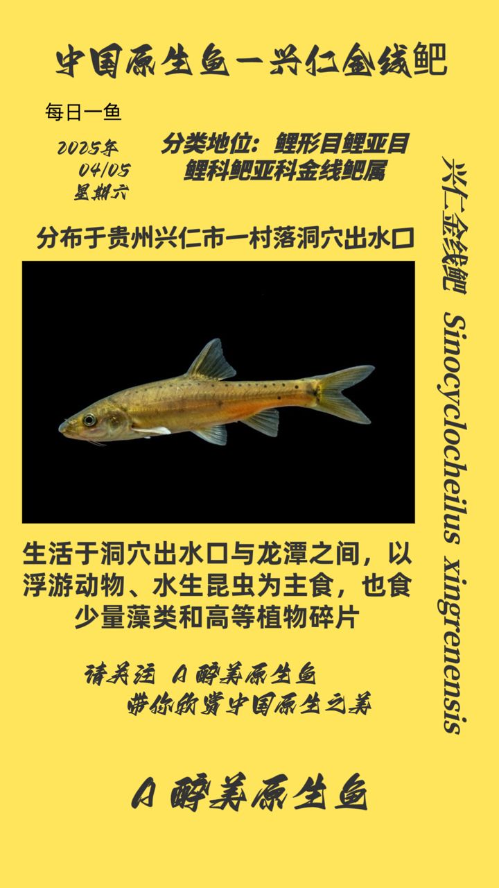 興仁金線鲃