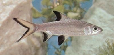 紅頭魚觀賞魚（紅頭魚是一種常見的食用魚品種紅頭魚的養殖技巧） 紅頭魚觀賞魚（紅頭魚是一種常見的食用魚品種紅頭魚的養殖技巧） 新加坡三巴旺 第1張