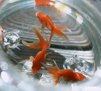 50的魚缸適合養多少魚：50升的魚缸適合養什么樣的魚