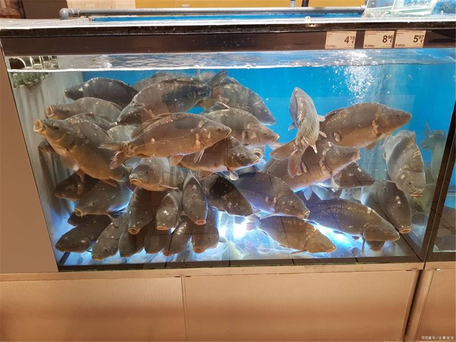 50的魚缸適合養多少魚：50升的魚缸適合養什么樣的魚