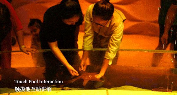 水族館有表演嗎：美人魚表演背后的故事