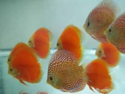 觀賞魚的懷孕周期（觀賞魚的懷孕周期因素對觀賞魚的繁殖習性和懷孕周期的影響）