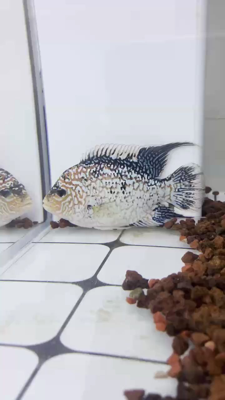 不要睡了，天亮了 不要睡了，天亮了 龍魚論壇