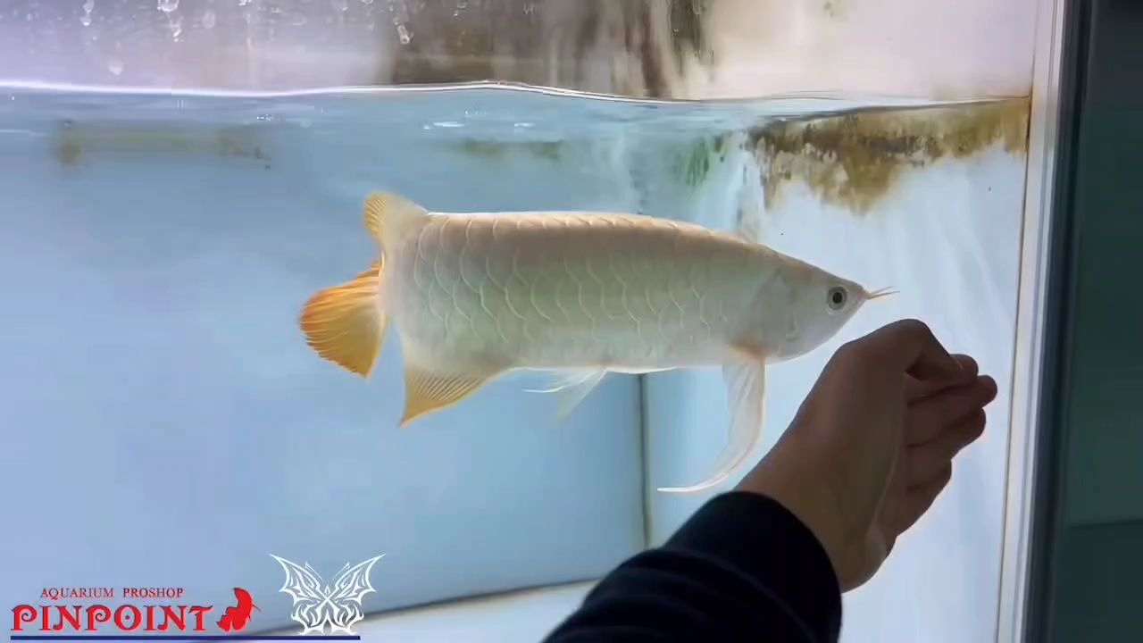 大胸鰭大后三，蘇神稀有物種。