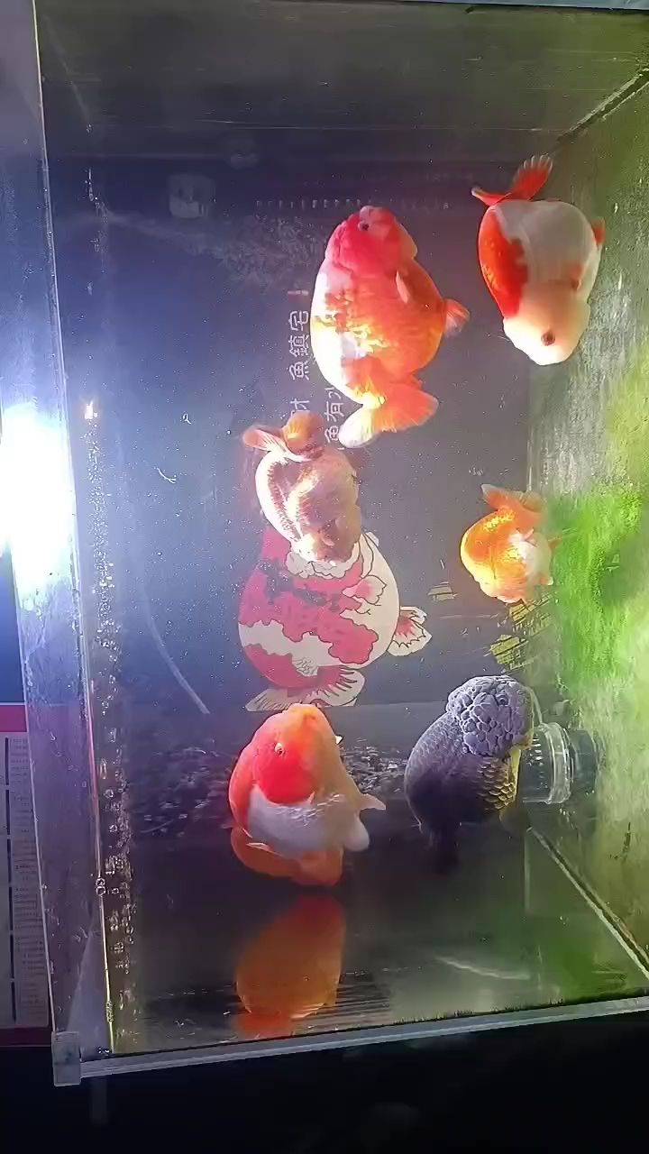 溶氧應該是夠了，后天部分換水