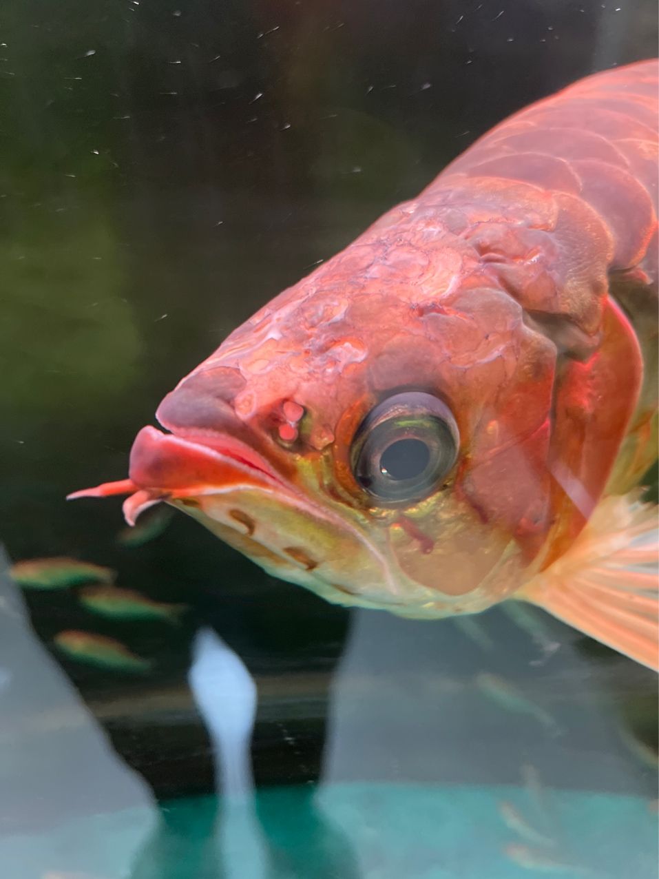 紅龍魚，像是頭洞病，求大神盡快支招。要用
