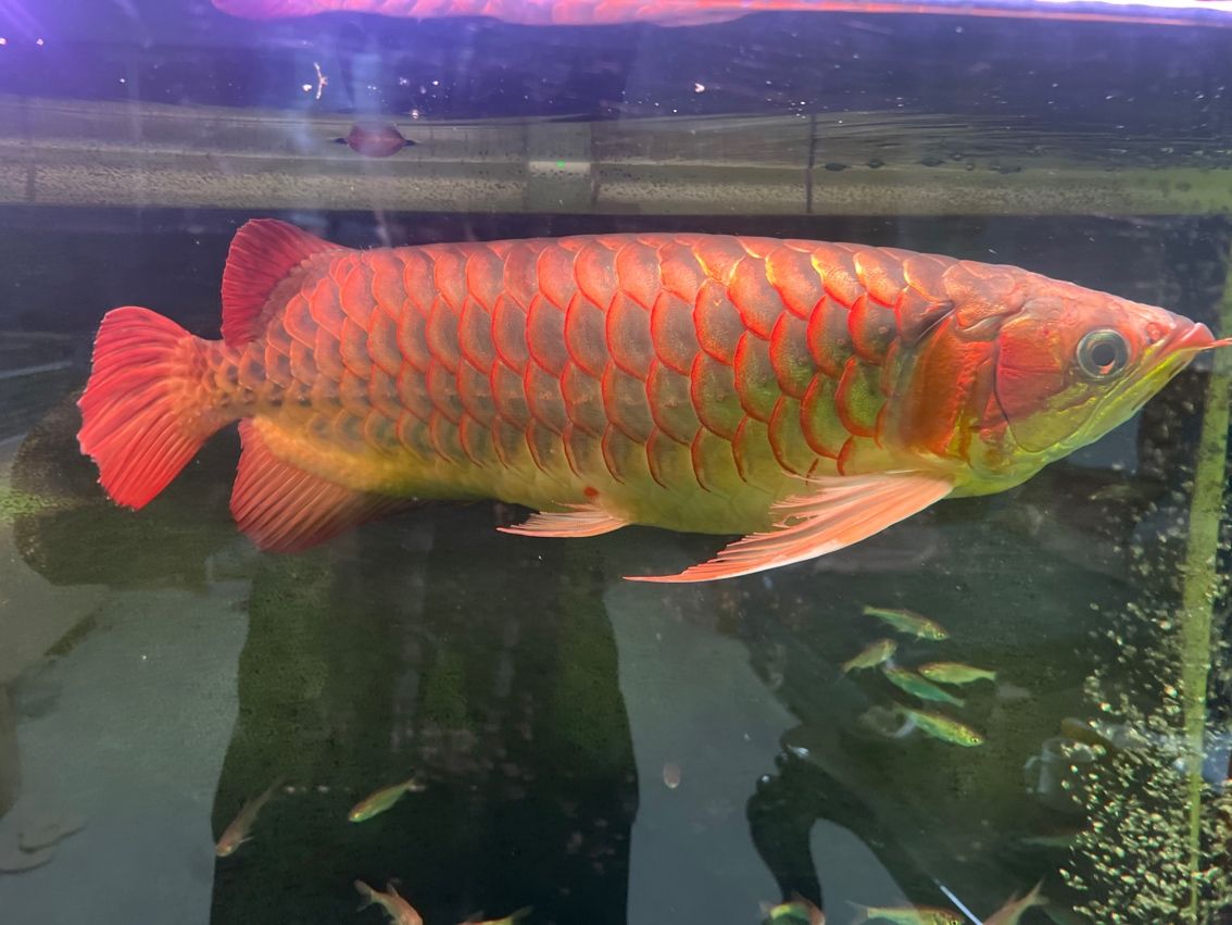 紅龍魚，像是頭洞病，求大神盡快支招。要用
