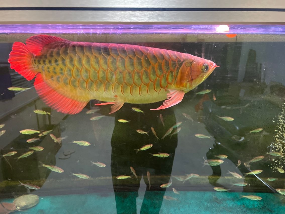 紅龍魚，像是頭洞病，求大神盡快支招。要用