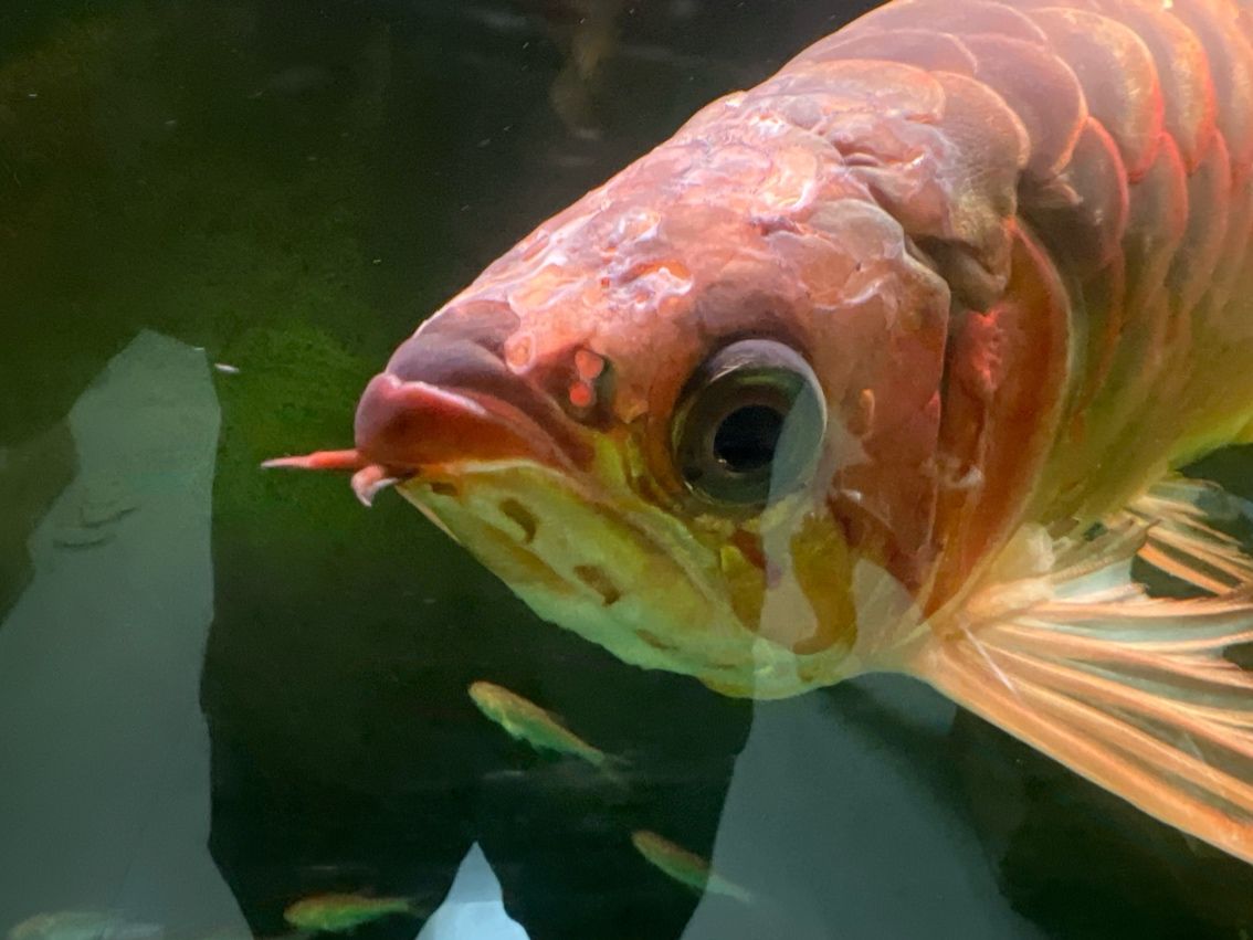 紅龍魚，像是頭洞病，求大神盡快支招。要用