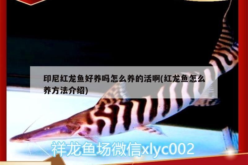 印尼紅龍魚好養嗎怎么養的活啊(紅龍魚怎么養方法介紹)