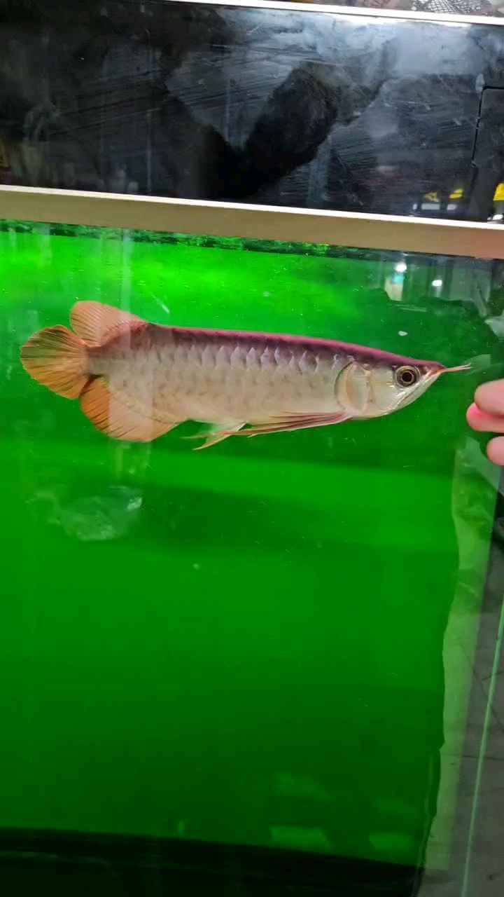 朋友們，看看這條魚
