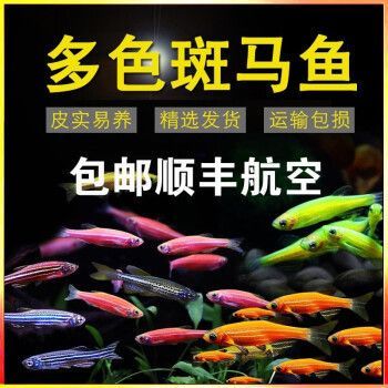 觀賞魚 快遞（快遞行業的綠色包裝革命）