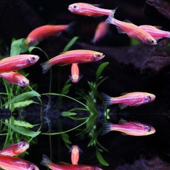 觀賞魚 快遞（快遞行業的綠色包裝革命） 觀賞魚 快遞（快遞行業的綠色包裝革命） 貝因美 第2張