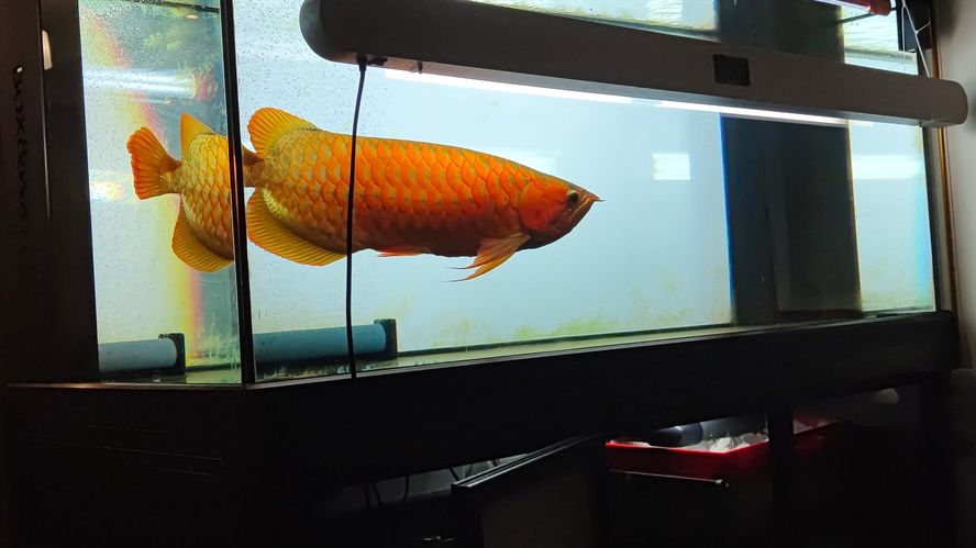 紅龍魚側燈